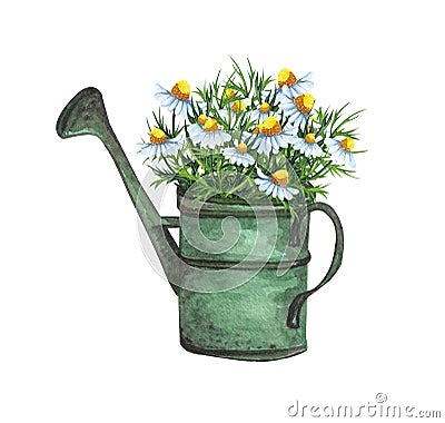 Watercolor garden illustration of chamomile flowers in the old watering can, potted plant, gardening flower. Cartoon Illustration