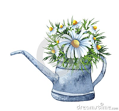 Watercolor garden illustration of chamomile flowers in the old watering can, potted plant, gardening flower. Cartoon Illustration