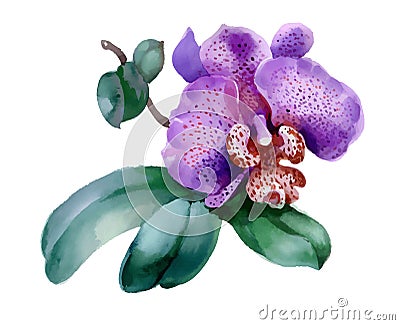 Garden orchid flower on white background Vector Illustration