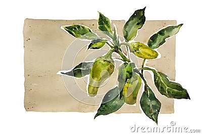 Watercolor garden vignette green and yellow paprika twig with le Cartoon Illustration