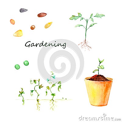 Watercolor gardening, plant growing, garden work - seeds, peas growth, seedlings, pot Stock Photo