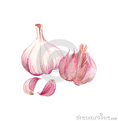 Watercolor garlic drawing Stock Photo