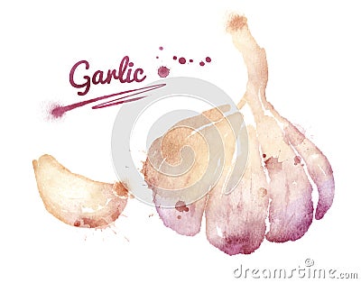 Watercolor garlic. Stock Photo