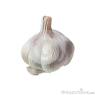 Watercolor garlic illustration isolated on white background Cartoon Illustration