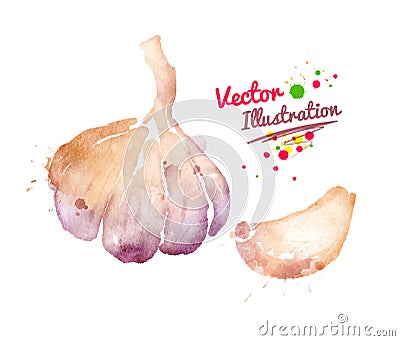 Watercolor garlic Vector Illustration