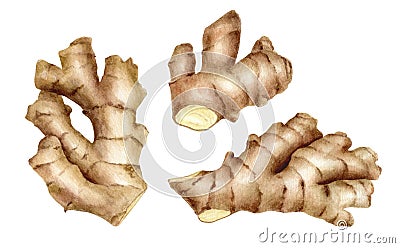 Watercolor ginger root set. Hand painted ginger rhizome illustration isolated on white background. Traditional spice ingredient, Cartoon Illustration