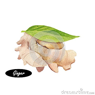 Watercolor ginger root on white background Cartoon Illustration