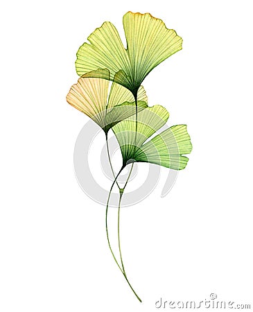 Watercolor ginkgo branch. Transparent green leaves isolated on white. Hand painted artwork with Maidenhair tree Cartoon Illustration