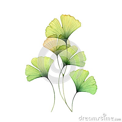 Watercolor ginkgo leaves set. Transparent green branch collection isolated on white. Hand painted artwork with Cartoon Illustration