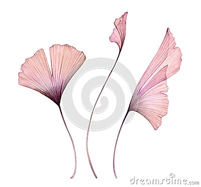 Watercolor ginkgo leaves set. Transparent pink branch collection isolated on white. Hand painted artwork with Maidenhair Cartoon Illustration