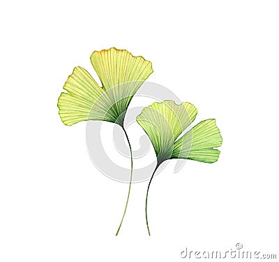 Watercolor ginkgo leaves. Two transparent florals isolated on white. Hand painted artwork with Maidenhair tree Cartoon Illustration