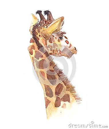 Watercolor giraffe animal illustration isolated Cartoon Illustration