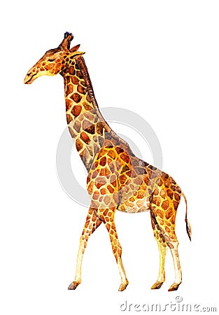 Watercolor giraffe illustration Cartoon Illustration