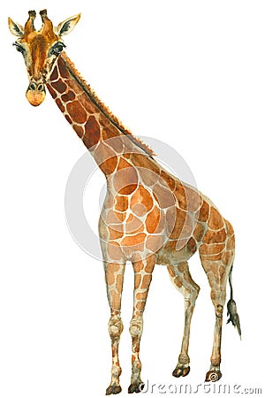 Watercolor giraffe sketch Cartoon Illustration