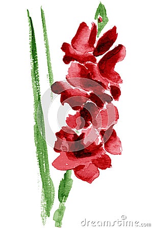 Watercolor gladiolus flower Vector Illustration