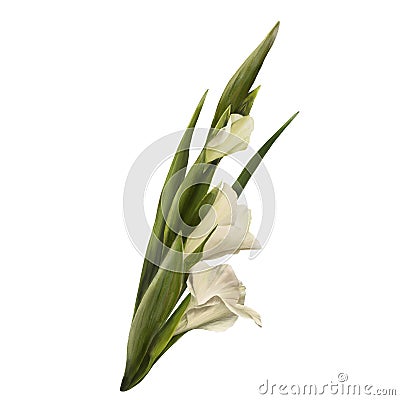 Watercolor gladiolus, hand drawn digital illustration. White flowers and leaves on white background Cartoon Illustration