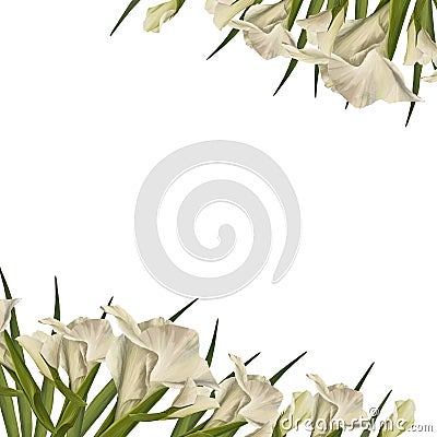 Watercolor gladioluses plant. Floral frame with white flowers buds leaves Hand painted illustration Cartoon Illustration