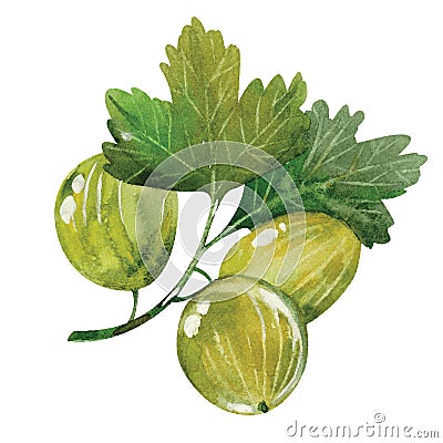 Watercolor gooseberry Vector Illustration