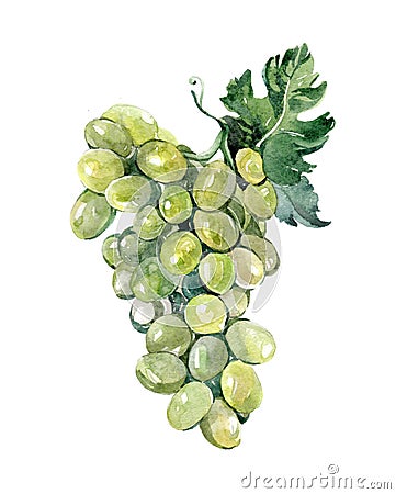 Watercolor grape bunch of green grapes isolated Cartoon Illustration