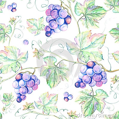 Watercolor Grape. Stock Photo