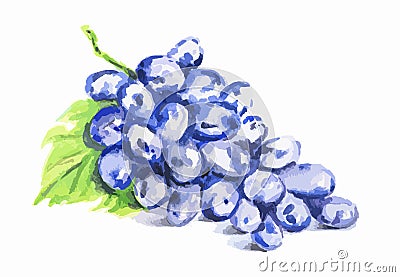 watercolor grape. Vector Illustration