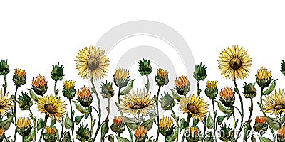 Watercolor graphics Seamless Border of sunflowers flowers on a WIGHT background Stock Photo