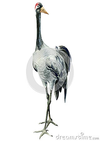 Watercolor gray crane bird on isolated white background, drawing illustration Cartoon Illustration