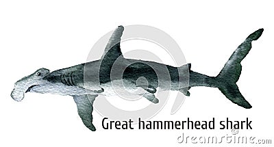 Watercolor Great hammerhead shark. Illustration isolated on white background. For design, prints, background, t-shirt Stock Photo