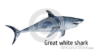 Watercolor great white shark. White death shark isolated on white background. For design, prints, background, t-shirt Stock Photo