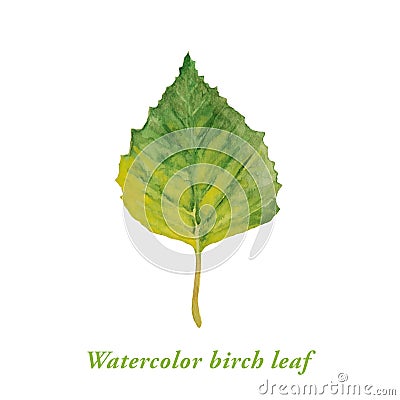 Watercolor green birch leaf Stock Photo