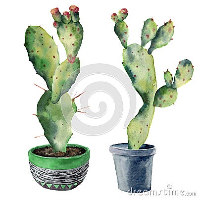Watercolor green cactuses in a flowerpot. Hand painted opuntia with flowers isolated on white background. Illustration Stock Photo