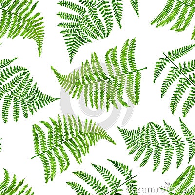 Watercolor green fern leaves seamless pattern. Hand painted forest plant Polypodiopsida texture isolated on white background. Cartoon Illustration