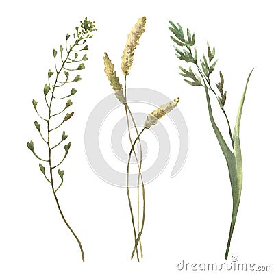 Watercolor green field herb, bluegrass, cocksfoot, shepherds bag, isolated on white background. Different kind field Stock Photo