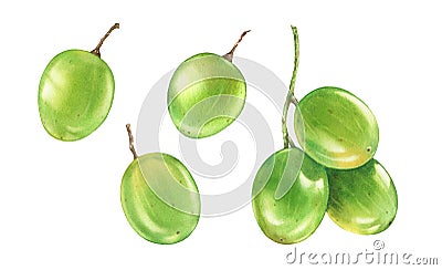 Watercolor green grapes. Big collection of fruits on a branch. Realistic botanical illustration with ripe juicy grape Cartoon Illustration