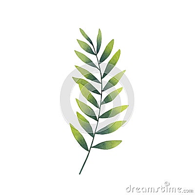 Watercolor green leav on a white background. Botanical illustration. Cartoon Illustration