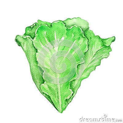 Watercolor green lettuce Stock Photo