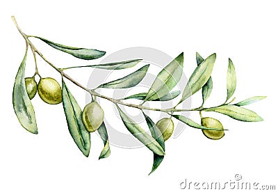 Watercolor green olive branch set. Hand painted floral illustration with olive fruit and tree branches with leaves Cartoon Illustration