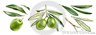 Watercolor green olives collection. Ripe fruits on branch with leaves. Set of separate design elements. Realistic Cartoon Illustration