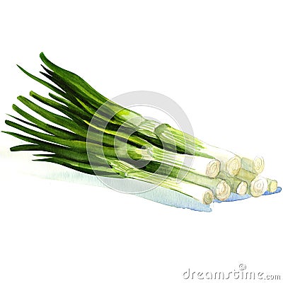 Watercolor green onion isolated Stock Photo