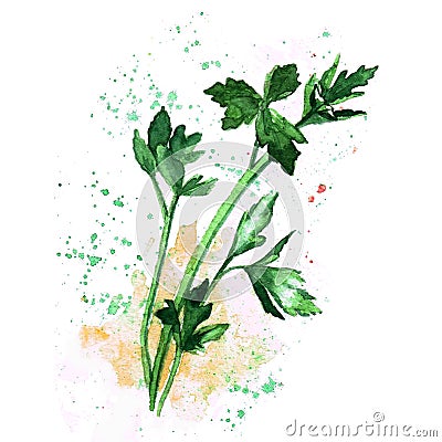 Watercolor parsley with splash and spot on white background Stock Photo