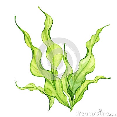 Watercolor green seaweed. Transparent fresh sea plant isolated on white. Realistic botanical illustrations collection Cartoon Illustration