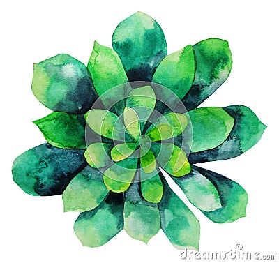 Watercolor green succulent Stock Photo