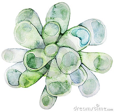 Watercolor green succulent Stock Photo