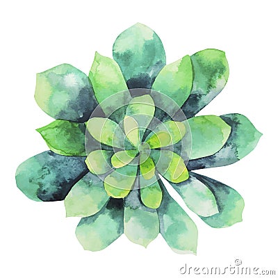 Watercolor green succulent Vector Illustration
