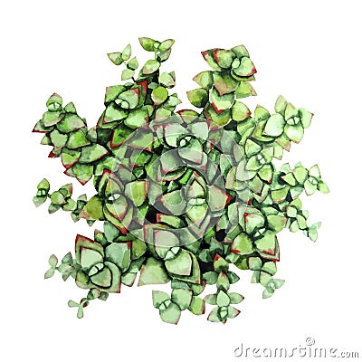 Watercolor green succulent Vector Illustration