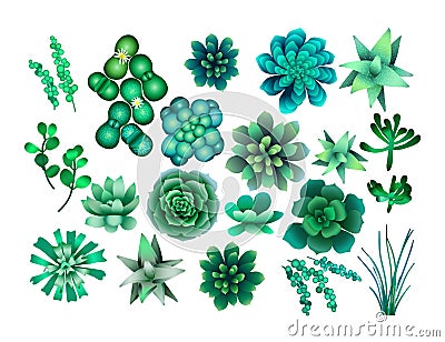 Watercolor green succulent Vector Illustration