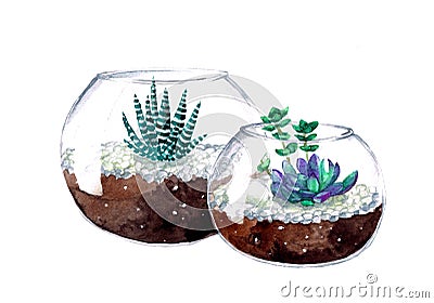 Watercolor green succulents andcactis in glass round pot on white background Stock Photo
