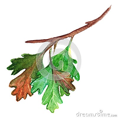 Watercolor green yellow orange gooseberry leaf branch isolated Stock Photo