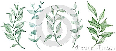 Watercolor greenery set with eucalyptus branches. Natural foliage illustration isolated on the white background. Cartoon Illustration