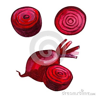 Watercolor group diffrent beetroots hand drawn illustration isolated on white Cartoon Illustration